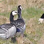 Barnacle Goose  "Branta leucopsis"